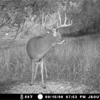 2008 Trailcam Pics