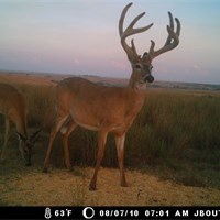 2010 Trailcam Pics