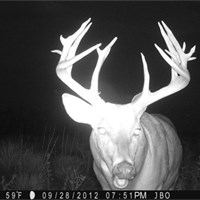 2012 Trailcam Photos