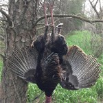 Limbhanger!!
