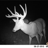 2013 Trailcam Photos