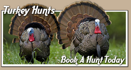 Book a turkey hunt today